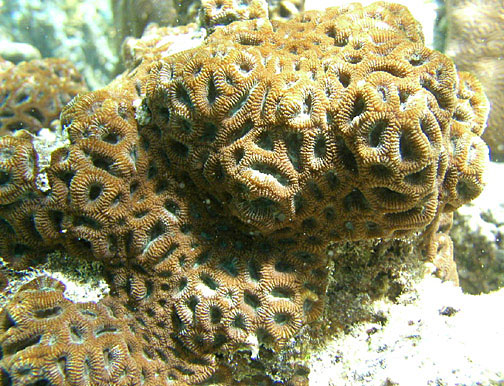  Favites complanata (Moon Coral, Pineapple Coral, Brain Coral, Star Coral)